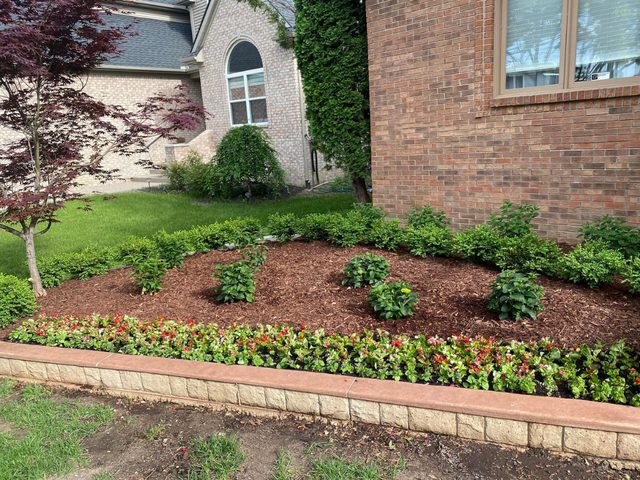 Front-yard bed of trimmed shrubs and a Japanese maple in mulch, bordered by a row of red and white annual flowers.