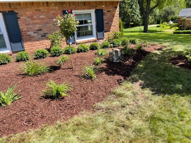 Mulched front-yard bed with newly planted shrubs, daylilies, and a young rose tree against a brick home.