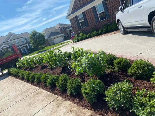 Mulched garden beds with trimmed boxwood shrubs along a residential walkway.